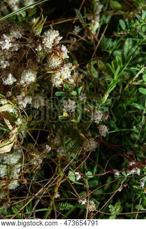 Flora Of Gran Canaria - Thread-like Tangled Stems Of Cuscuta Approximata Aka Dodder Parasitic Plant 