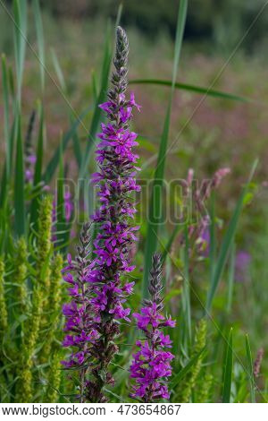 Lythrum Salicaria Is A Perennial Herbaceous Plant Of The Lythrum Family.