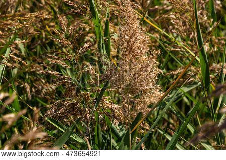 Phragmites Australis Is A Herbaceous Perennial Bluish-green Plant Of The Grass Family, With A Long C