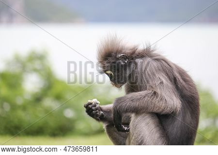 Shaggy Cute Dusky Leaf Monkey (trachypithecus Obscurus) Took Out Boiled Rice From The Dustbin And Ea