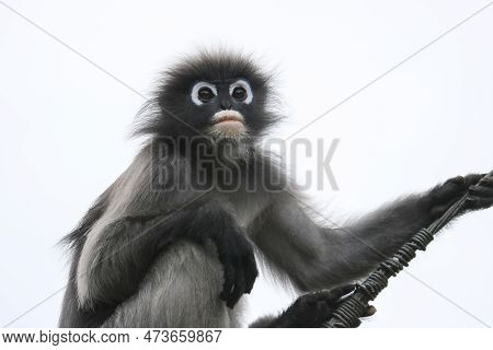 Portrait Of Cute Young Dusky Leaf Monkey (trachypithecus Obscurus).