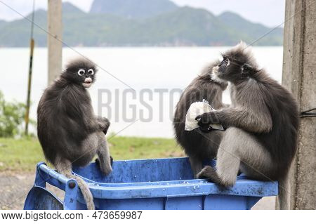 A Male Dusky Leaf Monkey (trachypithecus Obscurus) Has Taken A Bag Of Boiled Rice Out Of A Dustbin A