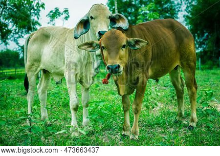 Green Calf In A Meado Agriculture Farm Grass
