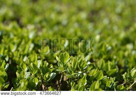 Oval-leaved Privet Green Leaves In The Spring