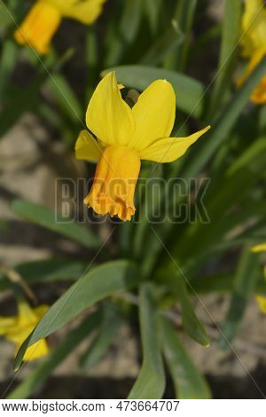 Daffodil Jetfire Flower In The Garden In Spring