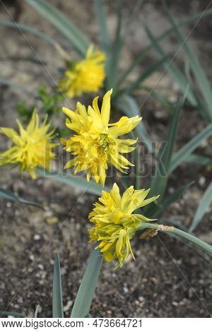 Double Daffodil Rip Van Winkle Flowers In The Spring