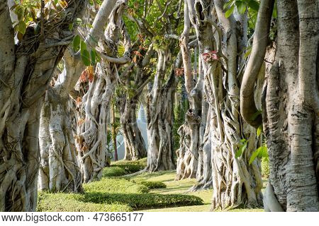 The Background Image Of The Bo Tree Shows The Nature Of The Trunk, The Sacred Tree Of Buddhism.