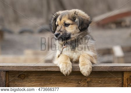 Puppy On A Bench.funny Fluffy Puppy Stands On A Wooden Bench.dog On A Walk In The Park.
