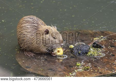 Nutria In The River.nutria Cubs Live In The City River And Eat Vegetables Brought By Humans.
