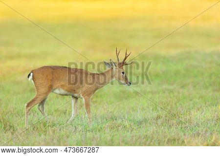 Close Up Of A Pampas Deer Grazing At Sunset, Pantanal, Brazil.