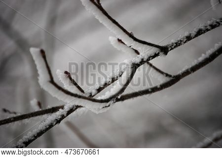 There Is A Close-up From Twings In The Snow.