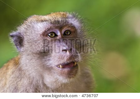 Macaque ตัวจ้อง