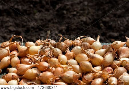 Growing Onion Seeds. Small Heads Of Onions On Background Of Soil. Spring, Time Of Planting Vegetable