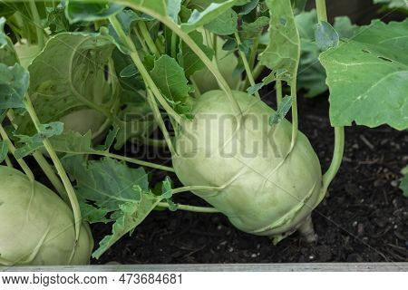 Kohlrabi Harvest. Kohlrabi Rooted In The Ground.ripe Kohlrabi With Leaves . Organic Vegetables In A 
