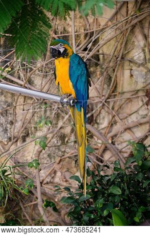 Kiku, A Blue And Gold Macaw In The Garden Of Casa Rocca Piccola - Valletta, Malta