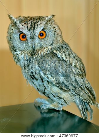 Owl (otus Bakkamoena)