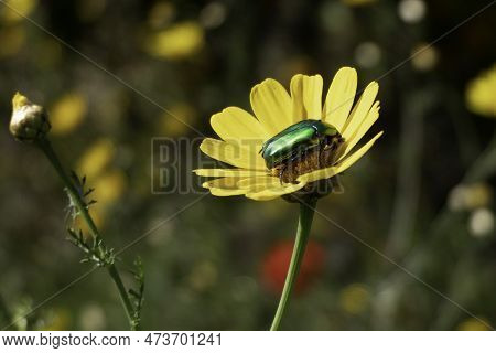 Metallic Rose Chafer Or The Green Rose Chafer Cetonia Aurata Insect On A Yellow Flower