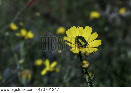 Metallic Rose Chafer Or The Green Rose Chafer Cetonia Aurata Insect On A Yellow Flower