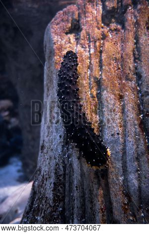 Sea Cucumber On A Rock. Closeup Macro View