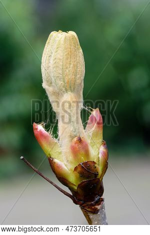Close Up Of Opening Bud Of A Horse Chestnut In Spring Against Blurred Green Background