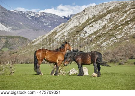 Horses In A Green Valley. Castilla Y Leon Landscape. Spain