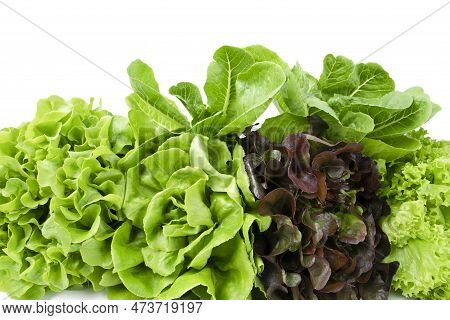 Group Of Hydroponic Vegetables Isolated On White Background. Green Butter Head, Red Oak, Green Oak, 
