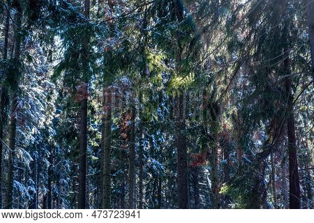 Winter Natural Landscape - Spruce Forest After Snowfall