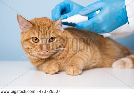 A Veterinarian Drops Drops Into The Ears Of A Red Cat On A Blue Background. The Concept Of Examining