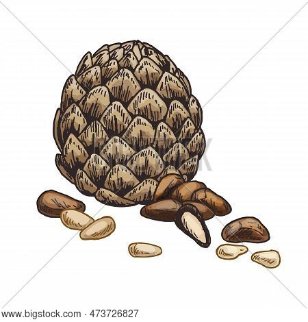 Pine Nuts Sketch Vector Graphic. Natural Edible Seeds Isolated, Mediterranean And Italian Appetizer.