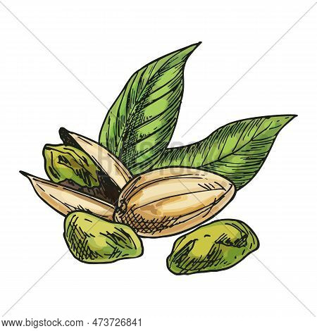 Pistachio Nut Hand Drawn Image. Vector Sketch Of Vegetarian Food. Nutty Salty Snack Or Vegan Nutriti