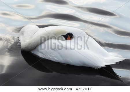 Labuť