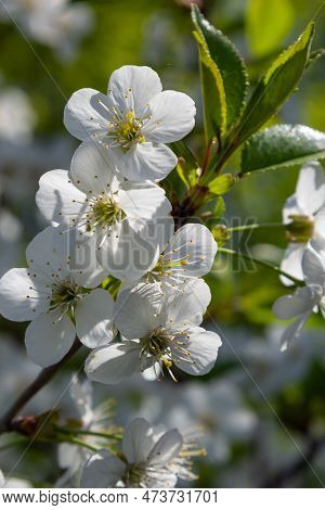 Blooming Cherry Tree In The Spring Garden. Close Up Of White Flowers On A Tree. Spring Background.