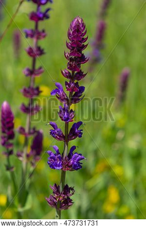 Macro Of Salvia Sage Blossoms As It Just Begins To Bloom. Salvia Deserta.