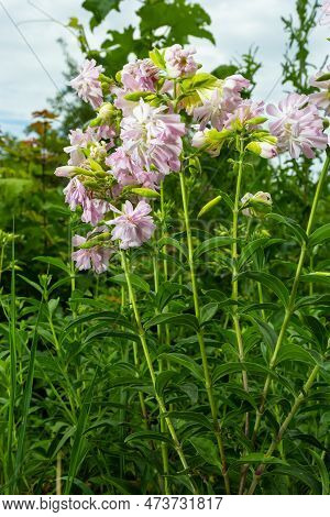 Saponaria Officinalis White Flowers In Summer Garden. Common Soapwort, Bouncing-bet, Crow Soap, Wild