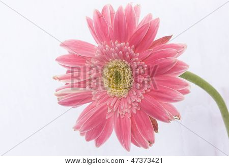 gerbera goździk