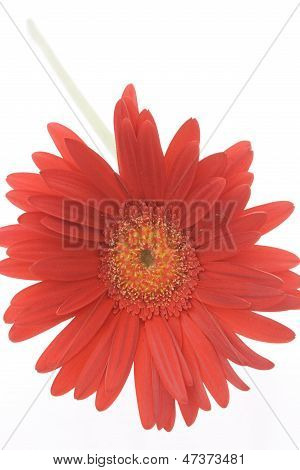 gerbera rossa