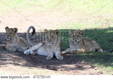 Three Grown-up Lion Cubs Resting In The Shade Of A Bush, Closeup