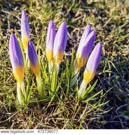 Crocus Flavus With Yellow And Purple Flowers In A Meadow In Early Spring