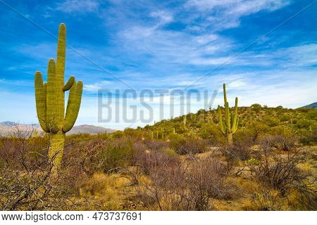 Saguaro Cactues Growing Along Cactus Forest Trail In Saguaro National Park (east), Tucson Arizona.