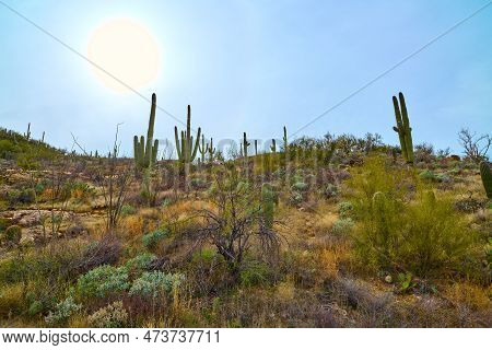 Full Sun In The Sky Over Saguaro Cactues Growing On A Hillside In Saguaro National Park (east), Tucs