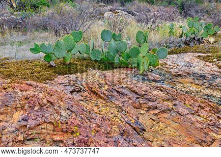 Prickly Pear Cactuses Growing Along Rocks At Saguaro National Park (east), Tucson Arizona.