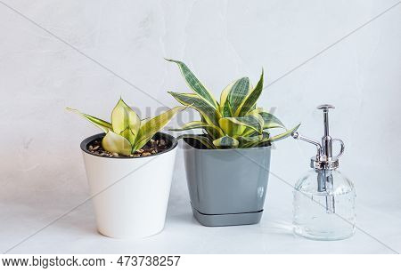 Sansevieria Golden Hahnii, Snake Plant In Plastic Pot On Marble Table Next To Glass Watering Bottle.