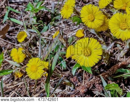 Spring Young Yellow Flowers Mother And Stepmother Close-up, Plant Natural Background With Copy Space