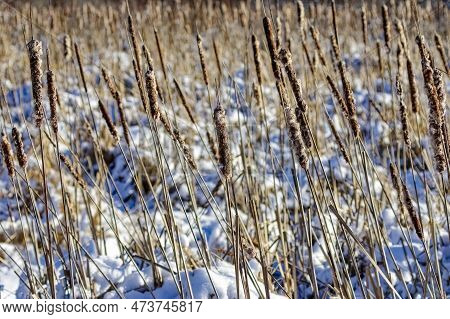 The Broadleaf Cattail,bulrush, Common Bulrush, Common Cattail, Great Reedmace, Cooper\'s Reed, Nativ