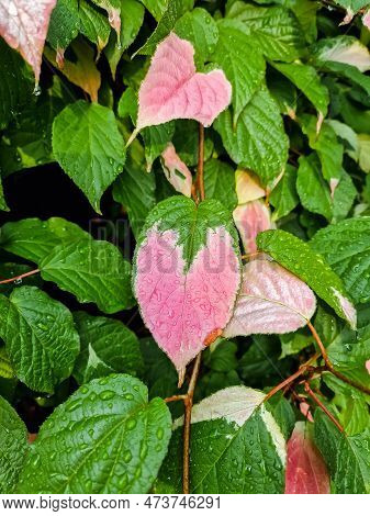 Leaves Of Actinidia Kolomikta , Liana Actinidia Kolomikta. Leaves Background. Liana Green And Pink F