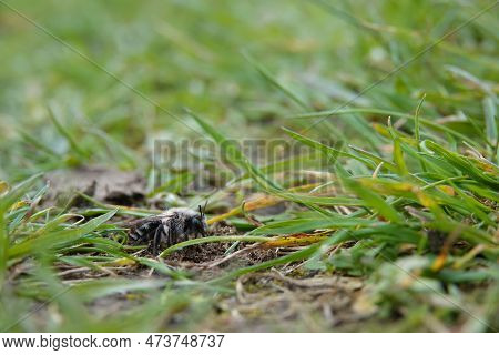 Natural Wide Angle Closeup On A Female Grey-mining Bee, Andrena Vaga, Sitting On The Ground Between 