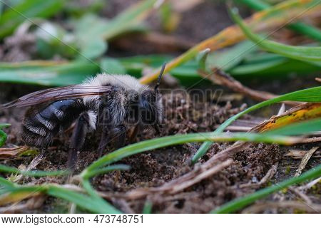 Natural Closeup On A Female Grey-mining Bee, Andrena Vaga, Sitting On The Ground Between The Grass