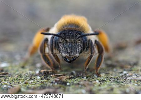 Detailed Frontal Close-up On A Colorful Female Grey-gastered Mining Bee, Andrena Tibialis, Sitting O