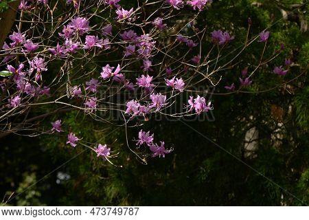 Rhododendron Dilatatum Flowers. In Japan It Is Called 'mitsuba Tsutsuji'. Ericaceae Deciduous Shrub.