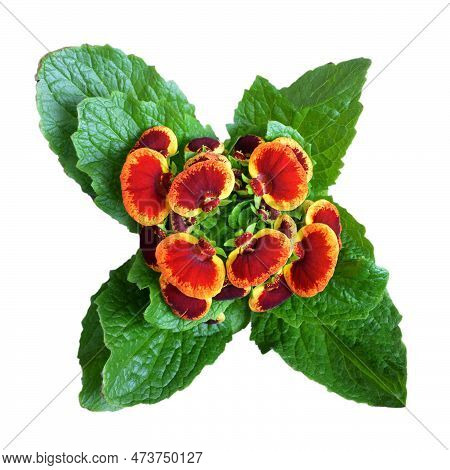 Top View Of Calceolaria Plant Isolated On White Background